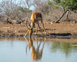 Impala Reflected in a Waterhole while Drinking