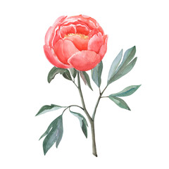 Watercolor isolated pink peony with leaves. Realistic flower in vintage style.