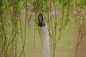 The head and neck of a white swan between hanging branches and eating green leaves