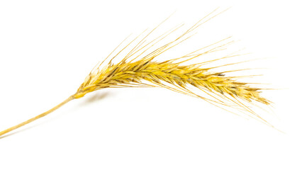 Wheat ear. Whole, barley, harvest wheat sprouts. Wheat grain ear