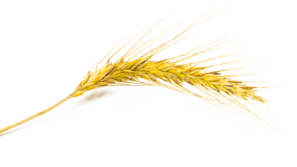 Wheat ear. Whole, barley, harvest wheat sprouts. Wheat grain ear