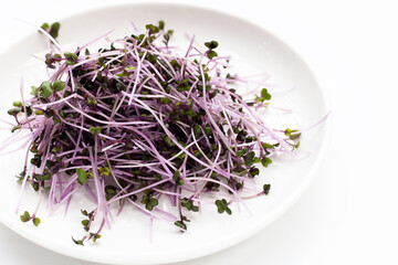 Organic red cabbage sprouts on white background.