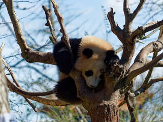 panda sleeping in a tree © Aurlie