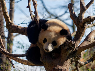 panda sleeping in a tree © Aurlie