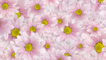 Pink chrysanthemum pattern background. Backdrop. 16x9 banner. Mockup