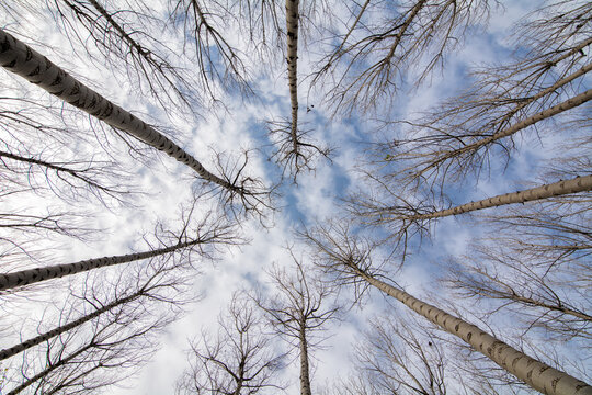 bosque de &aacute;lamos, abedules, contrapicado