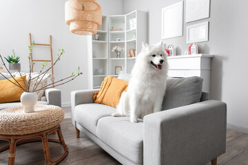 White Samoyed dog sitting on sofa at home
