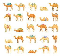 Camel icons set. Stickers with different desert Egyptian or African camels with accessories in tribal oriental style. Dubai mammals with humps. Cartoon flat vector collection isolated on white