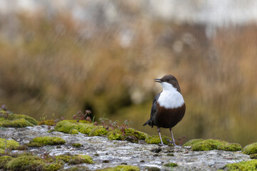 The white-throated dipper (Cinclus cinclus).