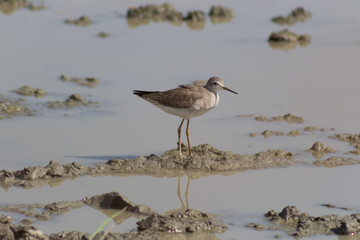 crowned night heron