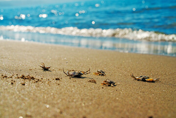 Dead crabs near the sea. Ecological catastrophy.