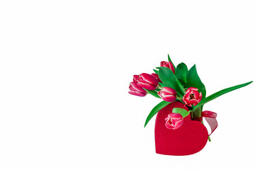 beautiful red tulips isolated  on white background