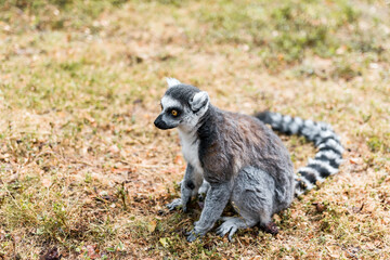 Lemur sitting in the grass.