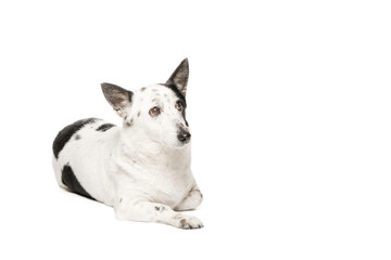 A black-and-white mongrel dog lies on a white background and looks to the side.