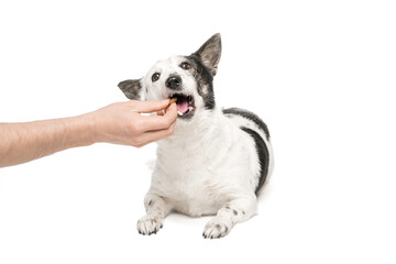 Black-and-white mongrel dog on a white background and eats food from the owner's hand.