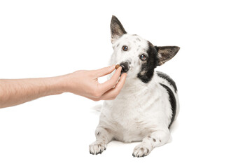 Black-and-white mongrel dog on a white background and eats food from the owner's hand.