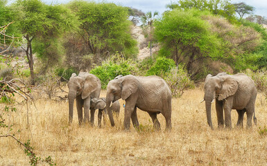 Obraz na płótnie Canvas African savannah elephant with young in Tarangire
