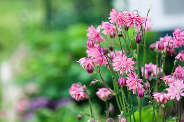 Abstract of lovely Aquilegia vulgaris 'Clementine Salmon-Rose' blossoms in the flower garden. Selective focus with blurred foreground and background.