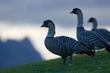 Nenes in Kauai at evening
