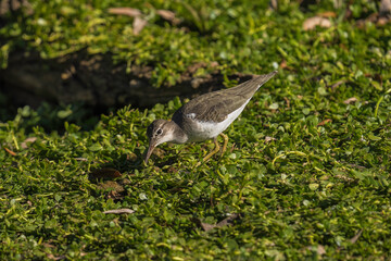 This image shows a Common sandpiper bird foraging in a green grass landscape.