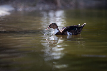 a cute duck swimming alone on the lake, floating duck