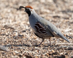 Gambel's Quail