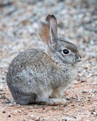 Cottontail Rabbit