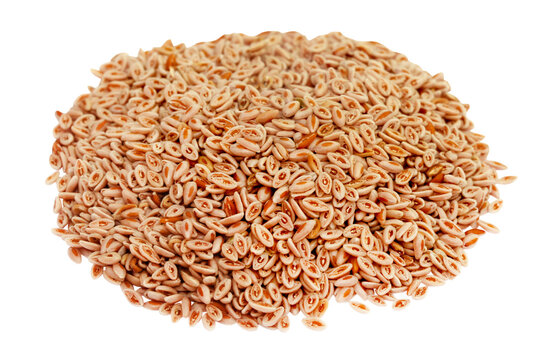 Medicinal Isabgol or psyllium husks