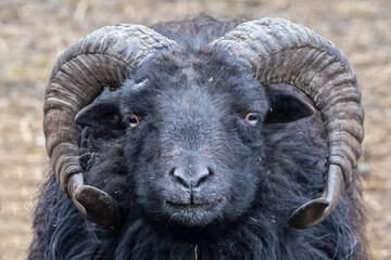 A black ram with twisted horns.