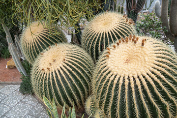 Large round cacti with the remains of faded flowers.