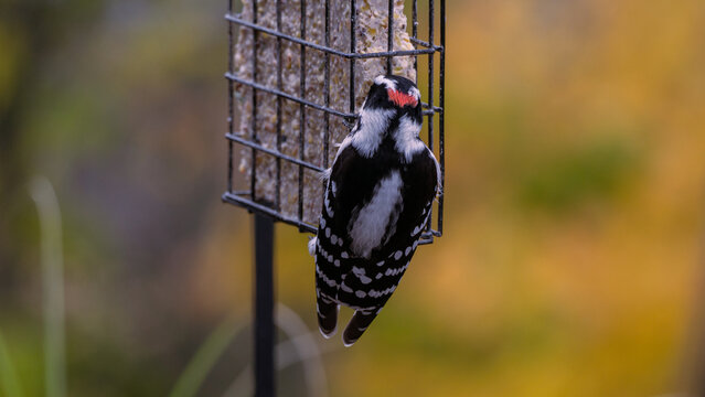 back of downy woodpecker while on feeder eating suet in south-eastern Ontario, Canada