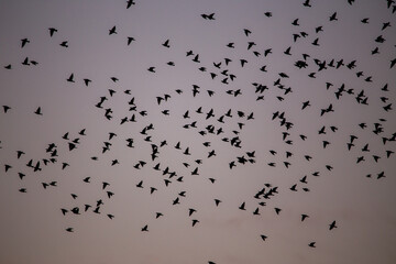 Vogelschwarm Formation 