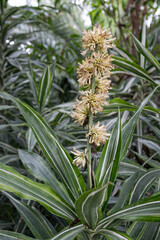 Yellow dragonfly flowers on a plant.