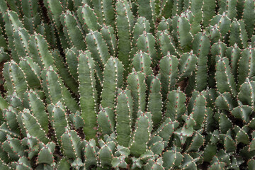 Several cacti growing side by side.