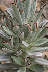 Obraz premium Finely pubescent leaves of kalanchoe cactus.