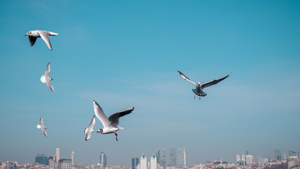 Fototapeta na wymiar seagulls in flight,Seagull, albatross, seagull wings, seagulls flying above the sea, seagulls soaring, white seagull, gray seagull, red-billed gull, yellow-billed gull, seagulls racing, seagulls, flyi