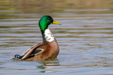Mail mallard duck on the lake with reflection in clean water.