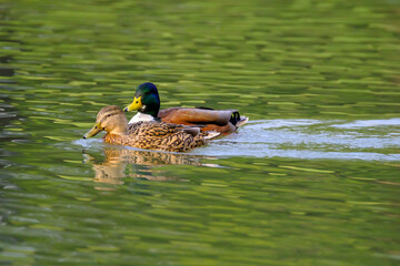 Couple of mallard ducks on the lake with beautiful reflections in the water.