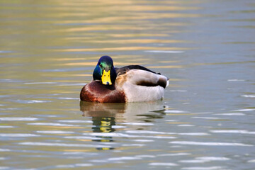 Male mallard duck, portrait of a duck with reflection in clean lake water.