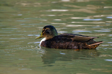 American black duck in a water with beautiful reflections.