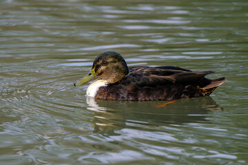American black duck in a water with beautiful reflections.