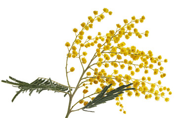 Sprig of flowering mimosa, isolated on white background