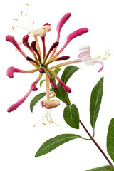 Obraz premium Flowers of honeysuckle, lat. Lonicera periclymenum Serotina, isolated on white background