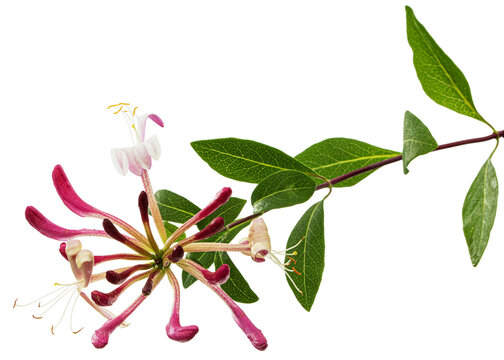 Flowers of honeysuckle, lat. Lonicera periclymenum Serotina, isolated on white background