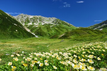 北アルプス 立山連峰に咲き誇るチングルマ