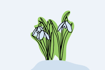Linear drawing of colored snowdrop flowers on white background, drawing can be used to make postcards, stickers and polygraphic decorative elements. Vector illustration.