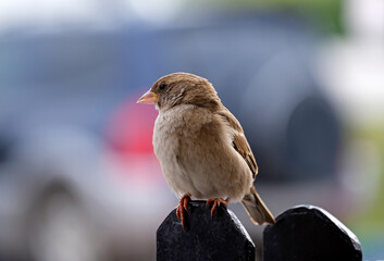 Fototapeta premium House sparrow (lat. Passer domesticus)