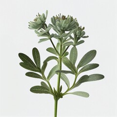 green natural plant, represents life and harmony on white background generated IA