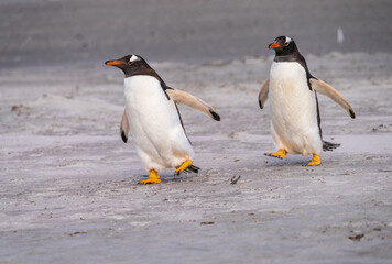 Obraz premium Pair of Gentoo penguins walking on beach to sea at Bluff Cove Falkland Islands