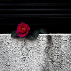 路上に咲く花
